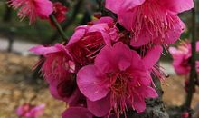 有一种思念叫梅花