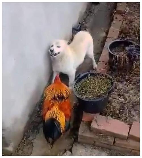 鸡狗打架