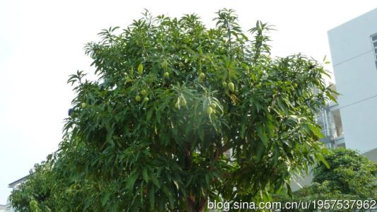 校园里的芒果树