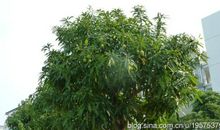 校园里的那棵芒果树