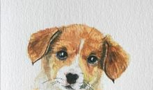 萌萌的小狗—奇奇