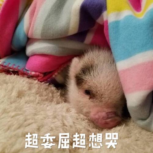 小猪的委屈