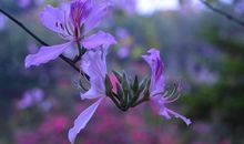 闯入春天的音符