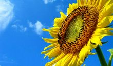 关于向日葵的作文