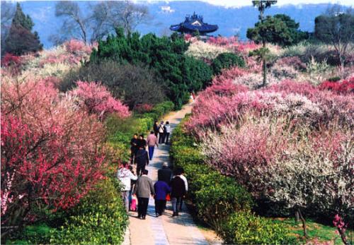 南京梅花山