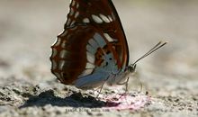 我是一个昆虫迷