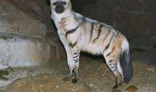 什么动物最像我