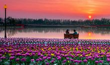 荷兰花海一日游