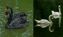 黑天鹅与白天鹅