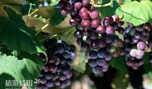 葡萄的滋味