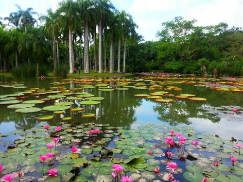 参观热带植物园