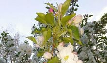 有一种花叫坚强