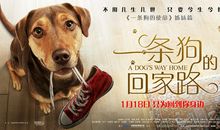 观看《一条狗的回家路》有感