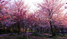 又到樱花烂漫时