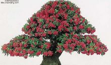 我喜欢的一盆花