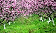 那片桃花林