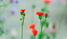 那株野花改变了我