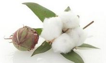 棉花