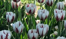 我爱美丽的植物园