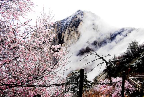 美丽的桃花场
