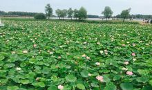 寻常日子也飘香