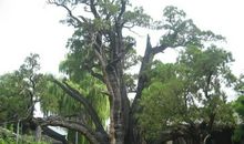 给树取一个好名字