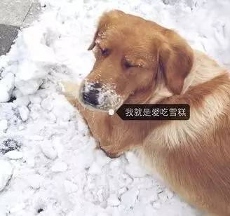 第一次看到雪