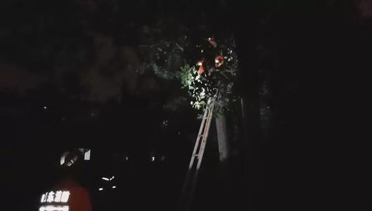 击败风雨的力量