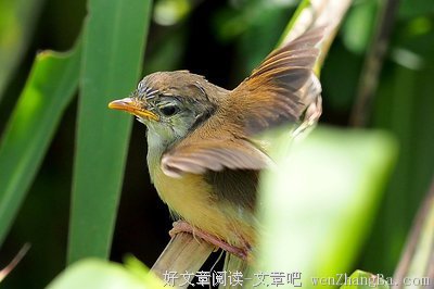 小乌龟飞向天空