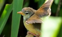 飞上天的小乌龟