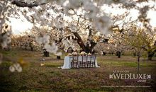 那时，梨花树下