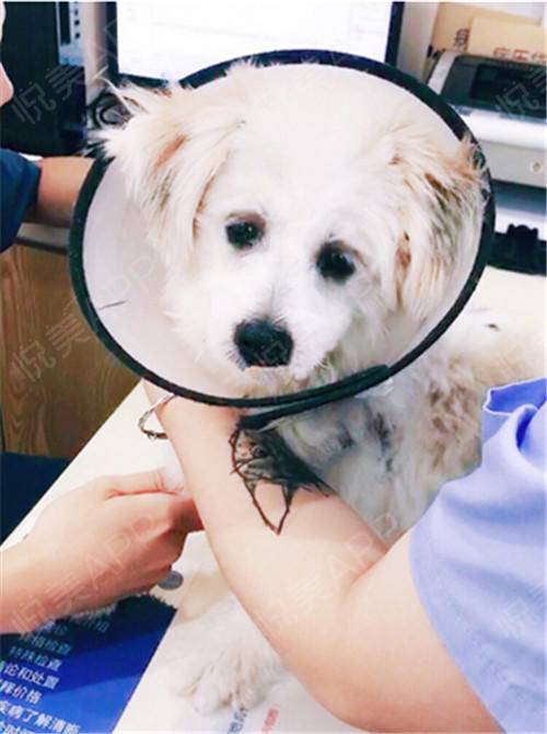 狗