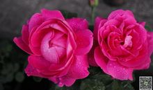 走过花一样的六年级