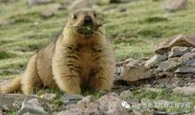 观《我们诞生在中国》有感