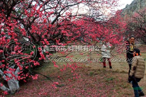 我家乡的梅花树