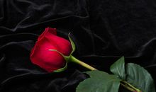 红玫瑰