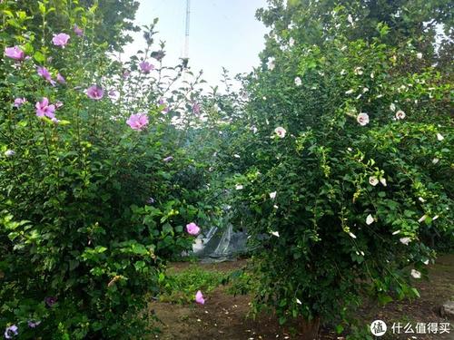 描述芙蓉花的成分