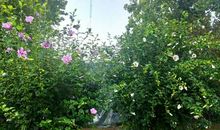 描写木槿花的作文