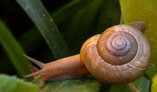 蜗牛的牙齿