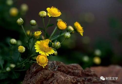秋野菊花