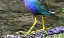 来自小鸟的呐喊