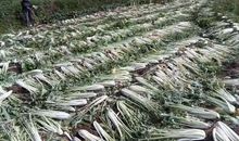 品味童年的味道