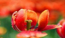 那一刻，愿生命绽放