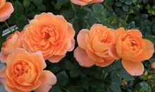 是花儿总要开放