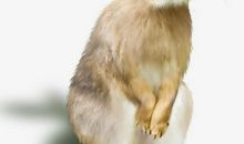 一只可爱的兔子