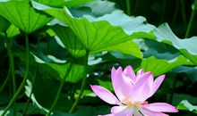 这个夏天有点美