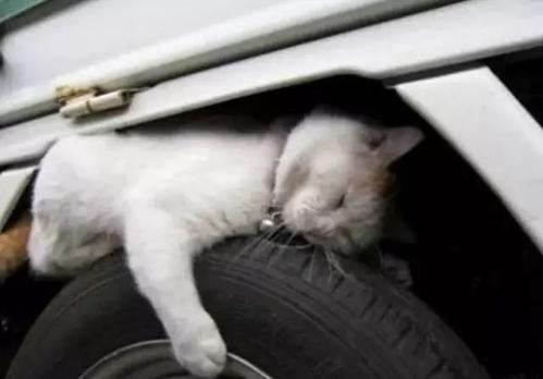 流浪猫的故事