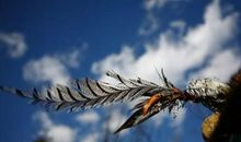 月光下那一滴泪