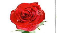 一朵玫瑰花给一阵风雨的抗议书