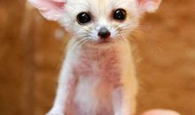 我喜爱的一种小动物